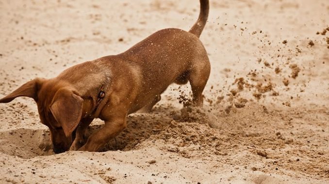 Teaching Your Dog Not to Dig