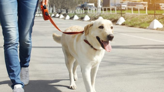 Training Your Dog to Walk on a Leash