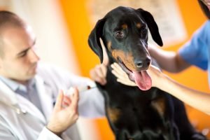 Sebacceous Cysts In Dogs