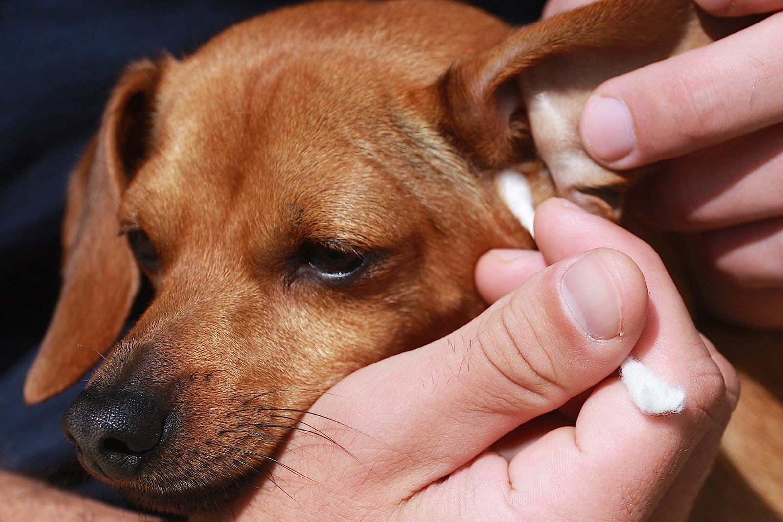 Middle Ear Infections In Dogs