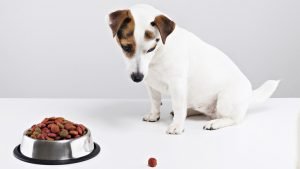 Dog Won't Eat: Should You Worry?Â Â Â Â 