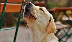 Stop Your Dog from Howling