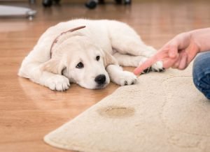 Causes for your dogâ€™s house soiling