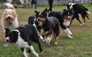 Dog Park Behavior and Etiquette