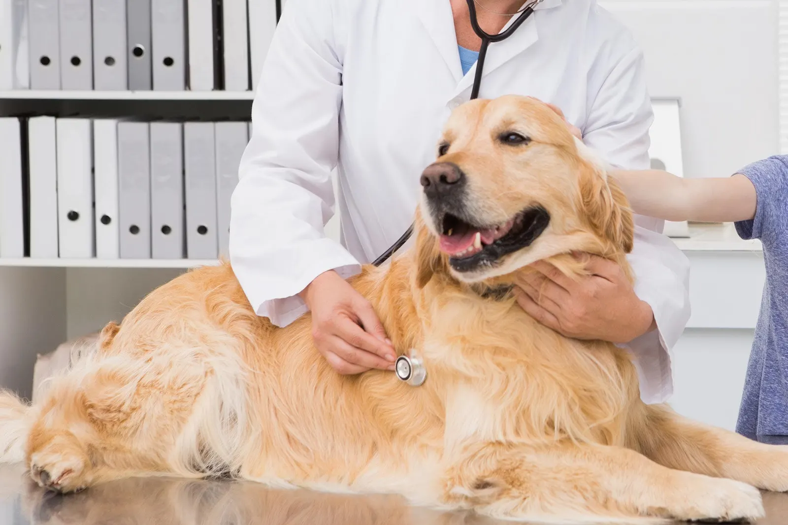 Liver Diseases In Dogs