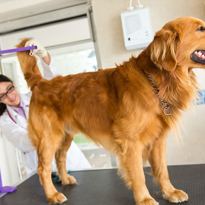 Fecal Impaction In Dogs