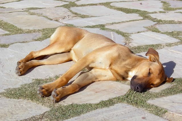 Heatstroke In Dogs