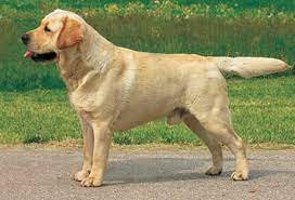 Why are Labradors used as Guide Dogs?