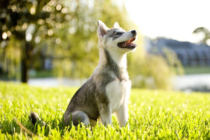 aidi shedding level do aidi dogs shed a lot