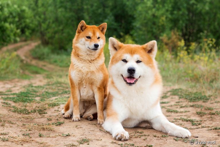 Akita Inu: History, Facts, Personality, Temperament, & Care