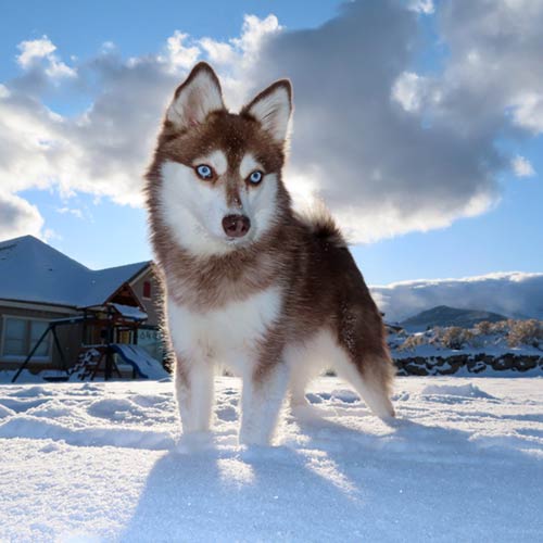 Alaskan Klee Kai : History, Temperament, Care, Training, Feeding & Pictures