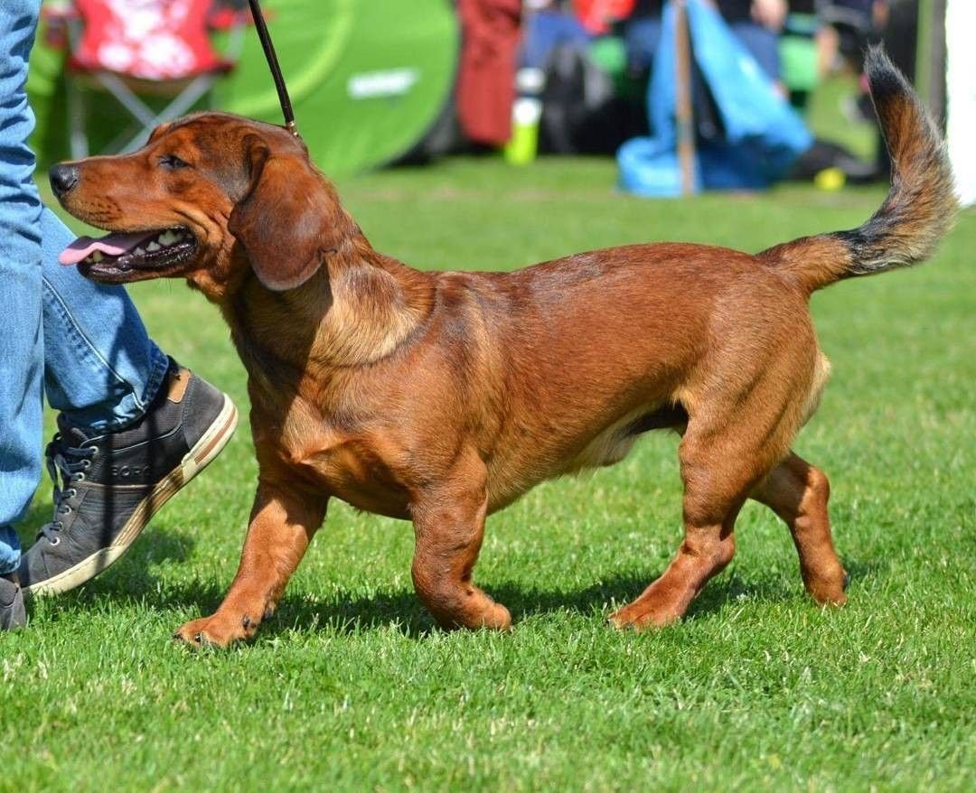 Alpine Dachsbracke