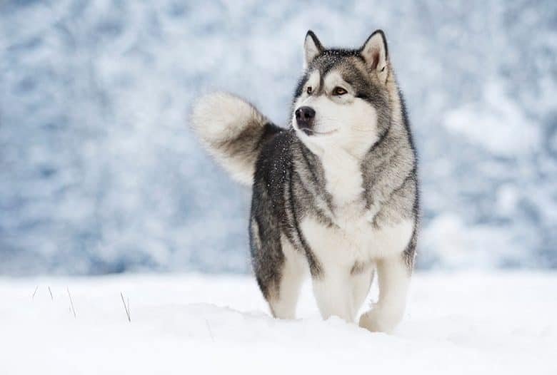 Alusky: History, Temperament, Care, Training, Feeding & Pictures