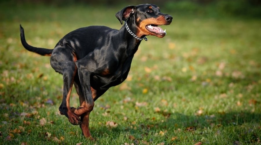 are austrian pinscher noisy