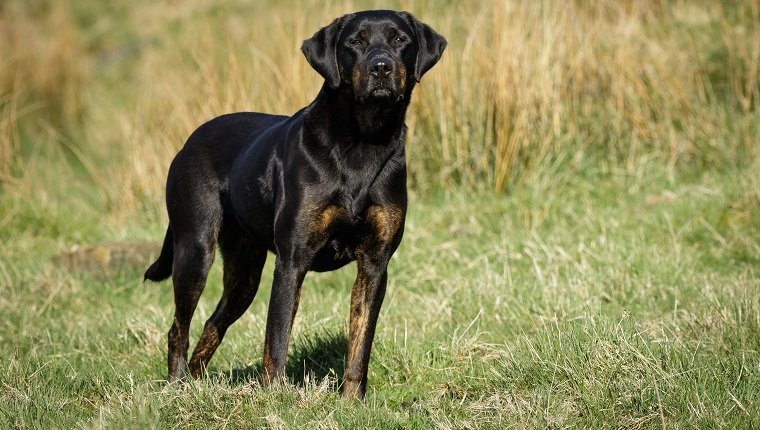 are austrian pinscher noisy