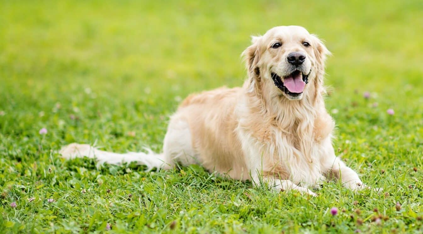 Australian Retriever: History, Personality, Temperament, Care