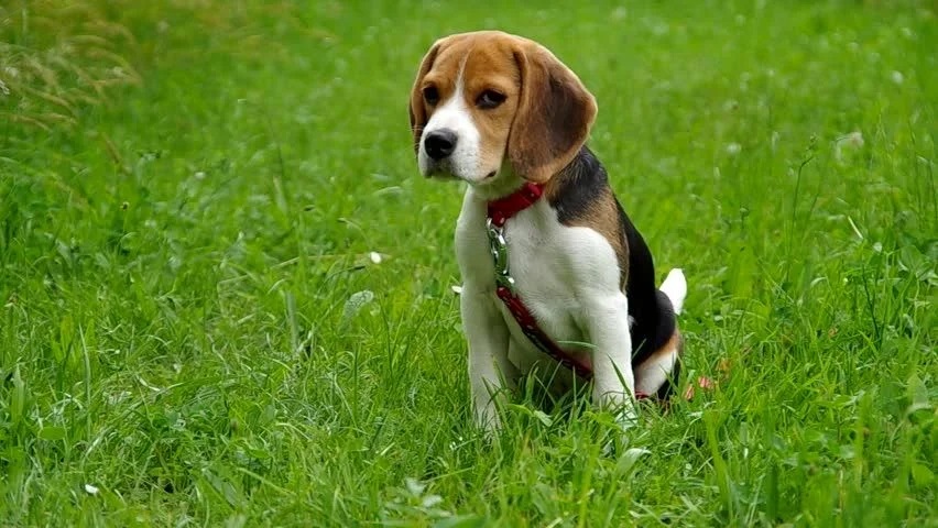 American Foxhound: History, Facts, Personality, Temperament, & Care