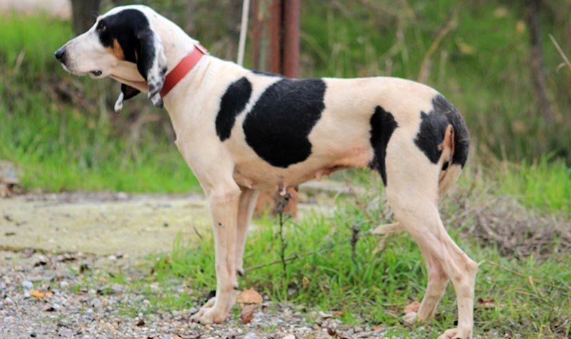 ariegeois shedding level do ariegeois dogs shed a lot