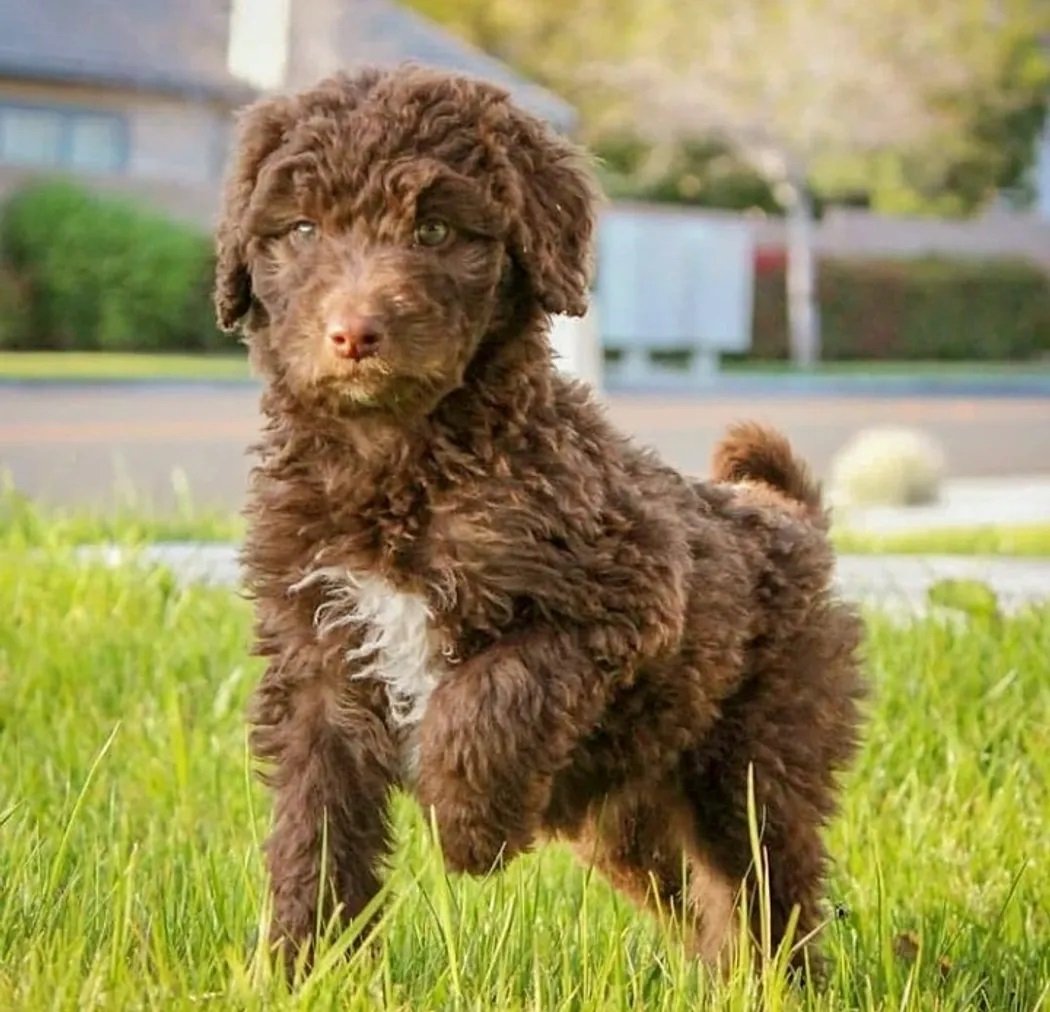 Aussiedoodle (Aussiepoo) : History, Temperament, Care, Training ...