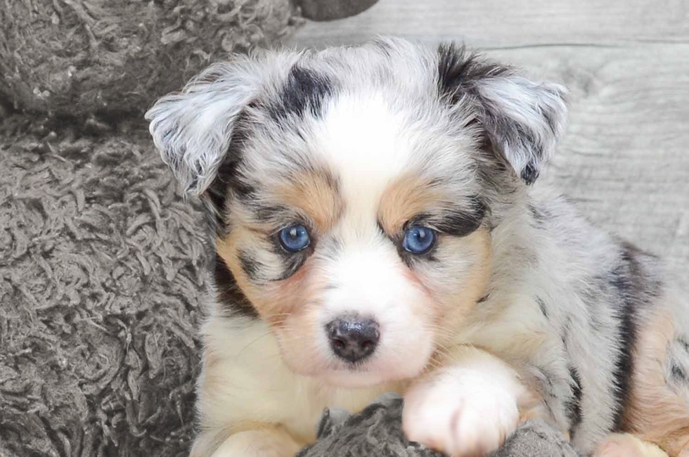 Aussiedoodle: History, Temperament, Care, Training, Pictures