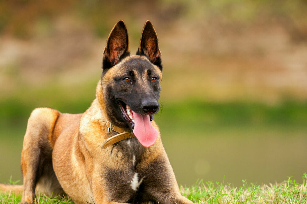 Belgian Malinois : History, Temperament, Care, Training, Feeding & Pictures