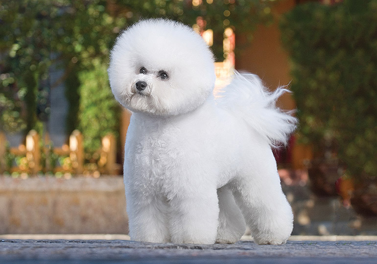 Bichon Frise : History, Temperament, Care, Training, Feeding & Pictures