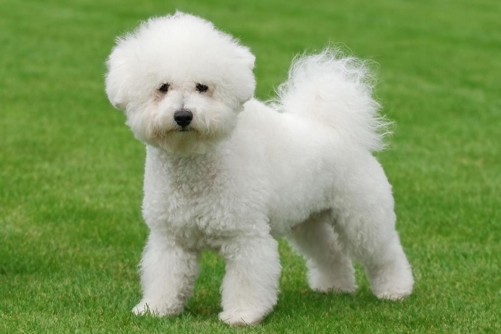 Bichon Poo: History, Temperament, Care, Training, Diet, Pictures