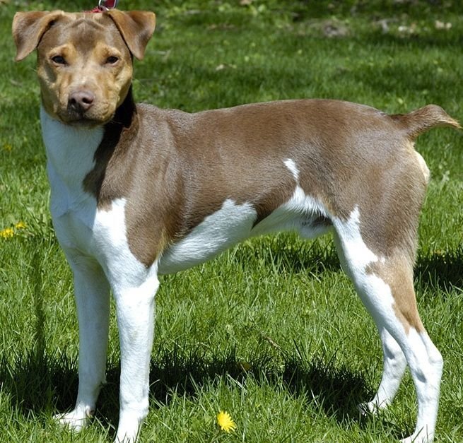 are brazilian terrier the most intelligent dogs