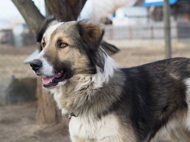 are carpathian sheepdogs healthy