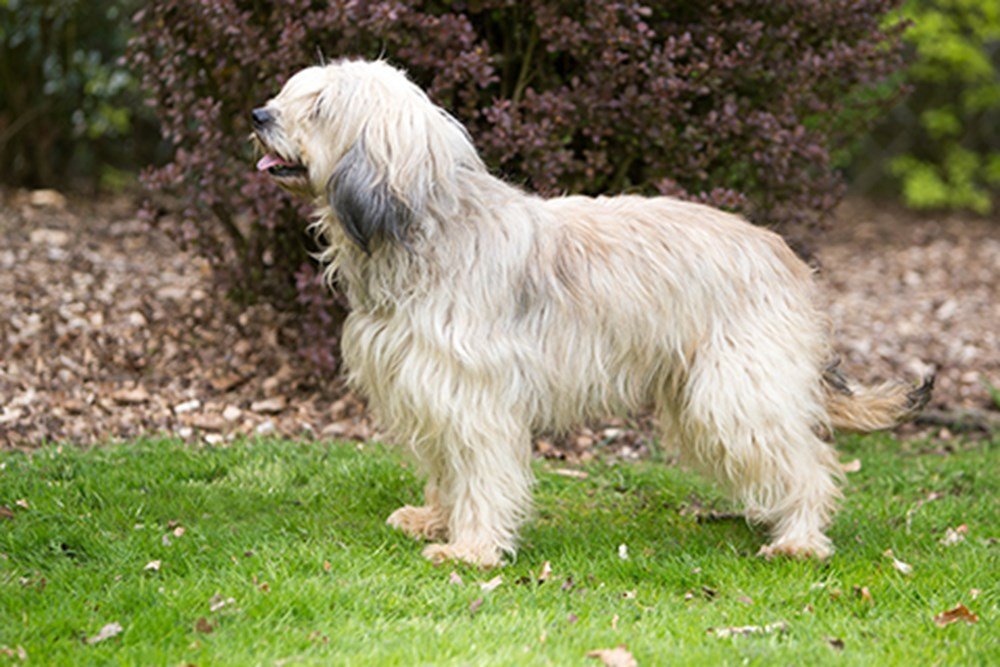 are catalan sheepdogs smart dogs