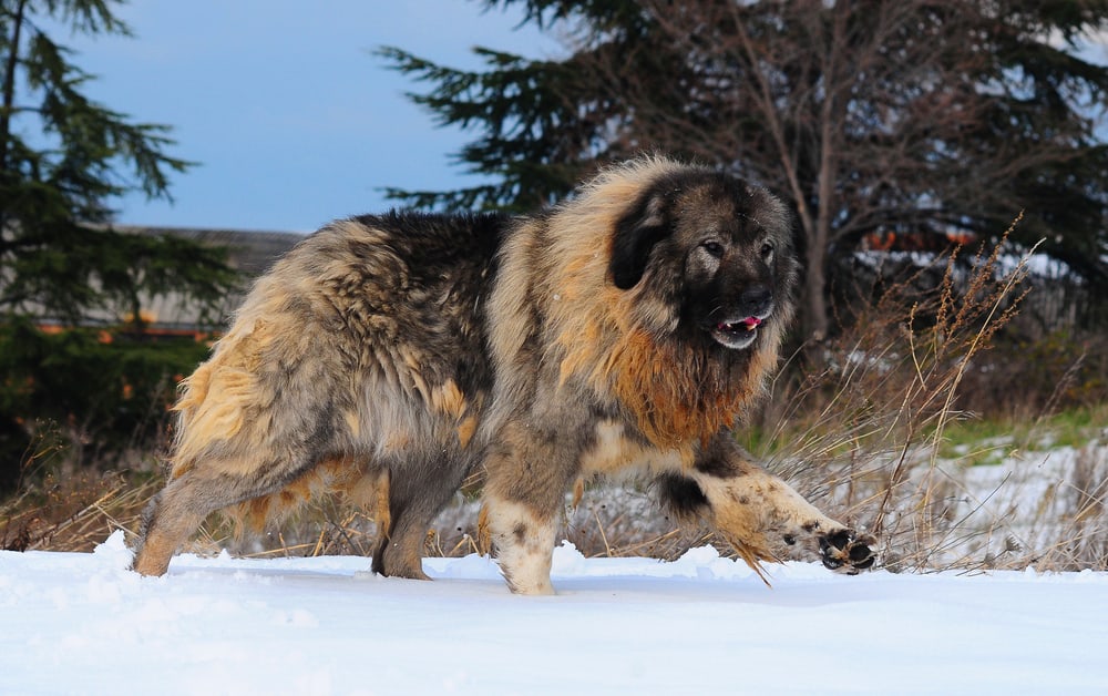 Caucasian Ovcharka : History, Temperament, Care, Training, Feeding ...