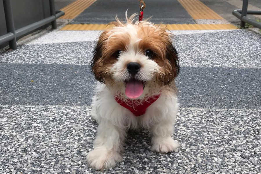 Cava-Tzu: History, Temperament, Care, Training, Diet & Pictures