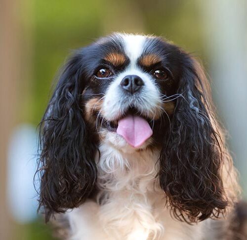 Cavalier King Charles Spaniel: Temperament, Care, Training, Diet