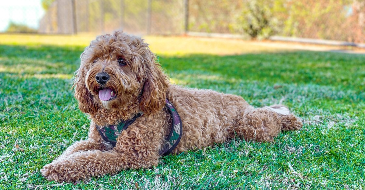 Cavapoo: History, Temperament, Care, Training, Diet & Pictures