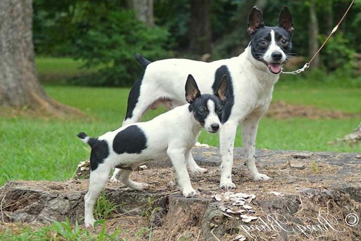 can a chilean terrier guard a home