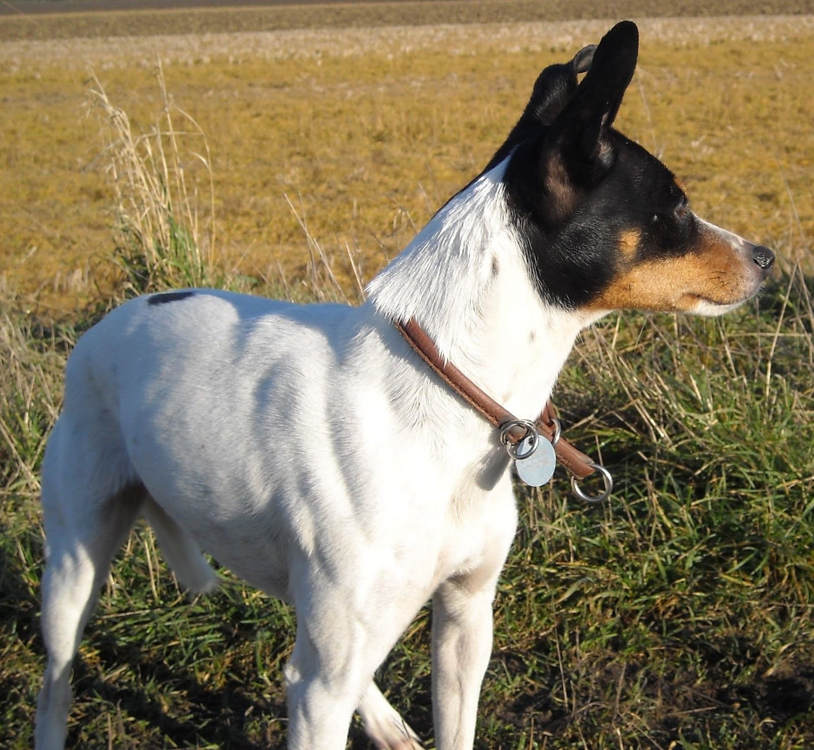 can a chilean terrier guard a home