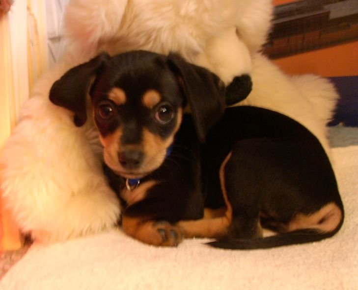 Chiweenie : History, Temperament, Care, Training, Feeding & Pictures