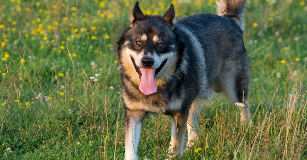 Gerberian Shepsky: History, Temperament, Care, Training, Diet