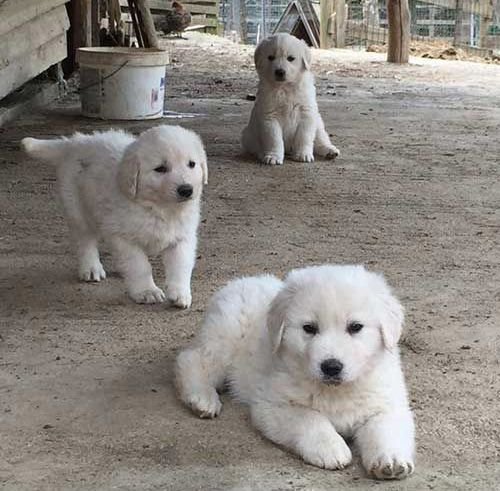 what color are greek shepherd dogs