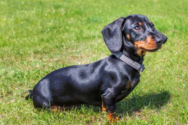 Miniature Dachshund : History, Temperament, Care, Training, Feeding ...