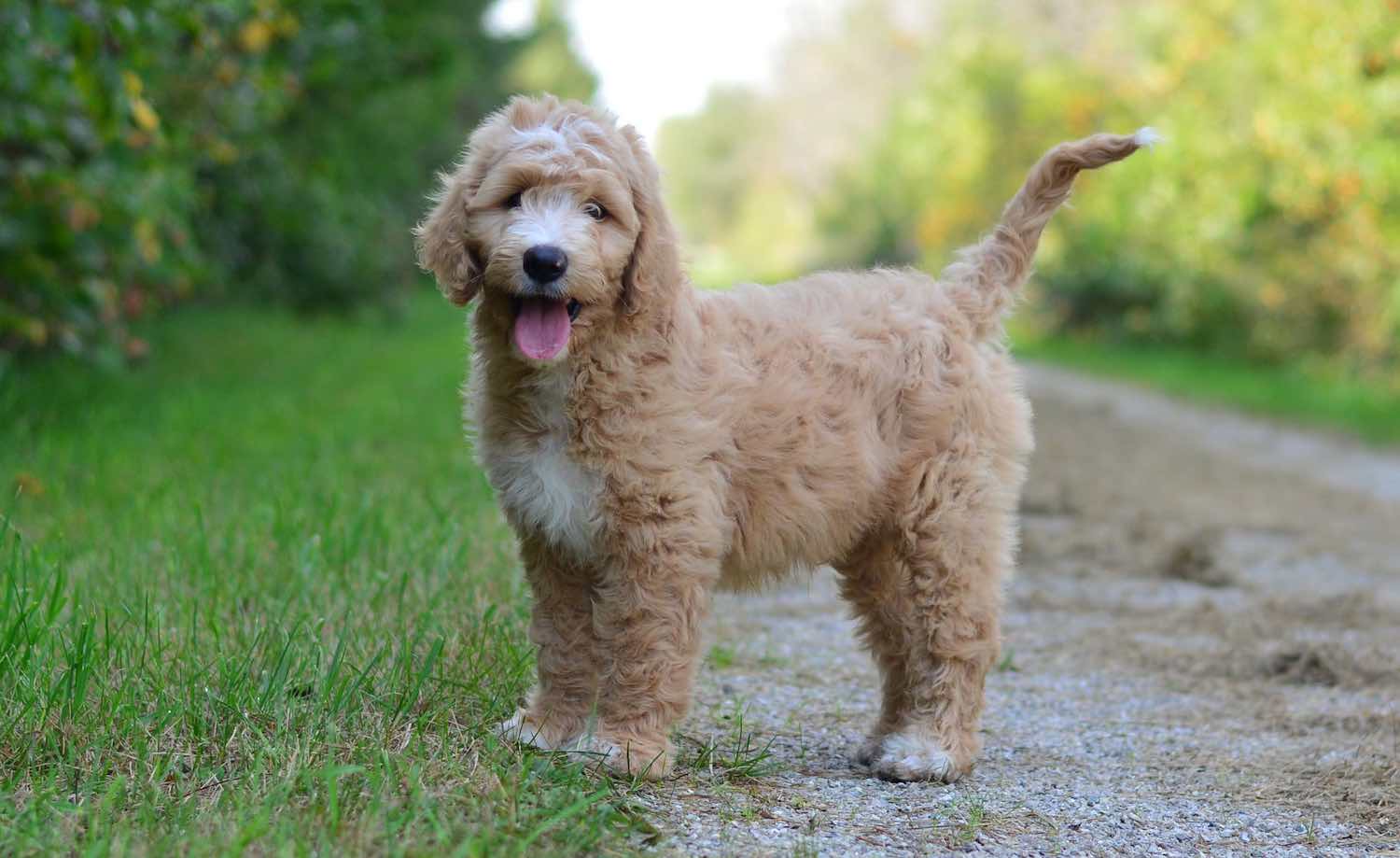 Miniature Goldendoodle: Temperament, Care, Training, Diet, Pics