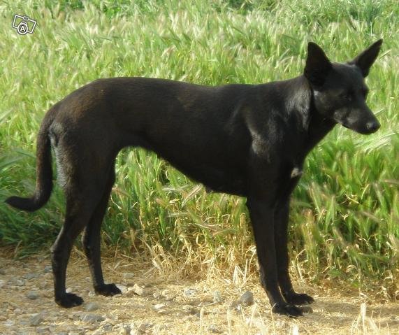 are cretan hound aggressive