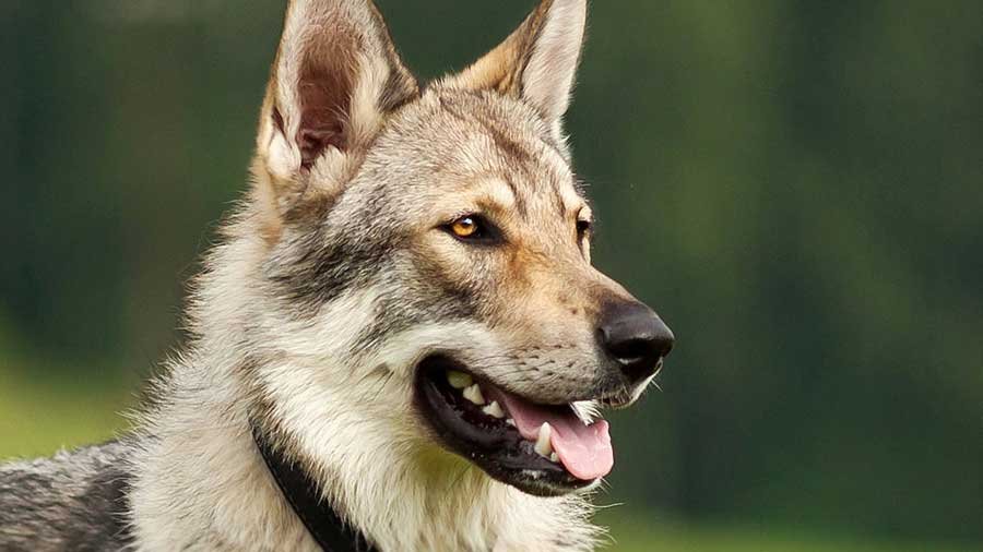 Czechoslovakian Wolfdog: Temperament, Care, Training, Diet, Pics