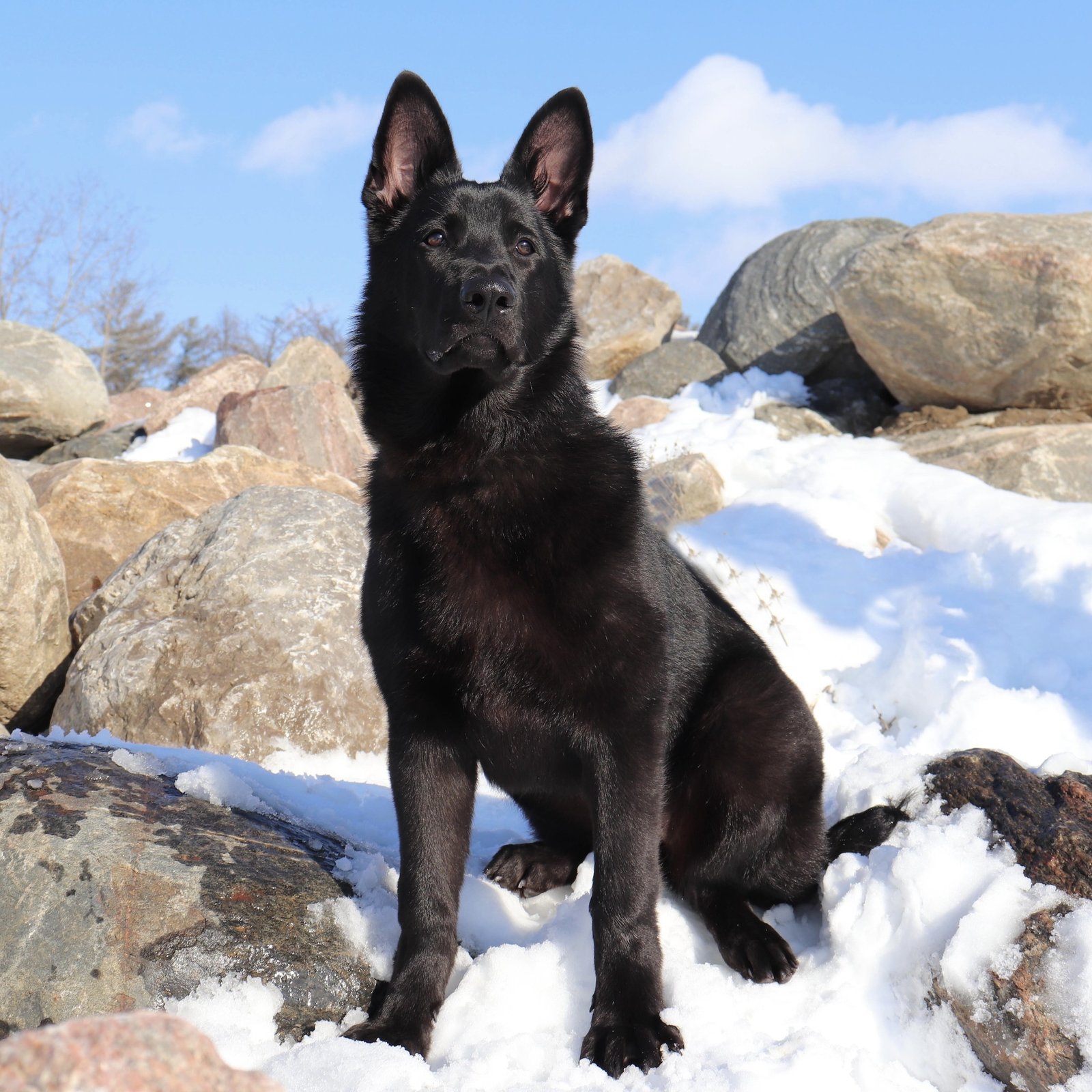 are east european shepherds aggressive