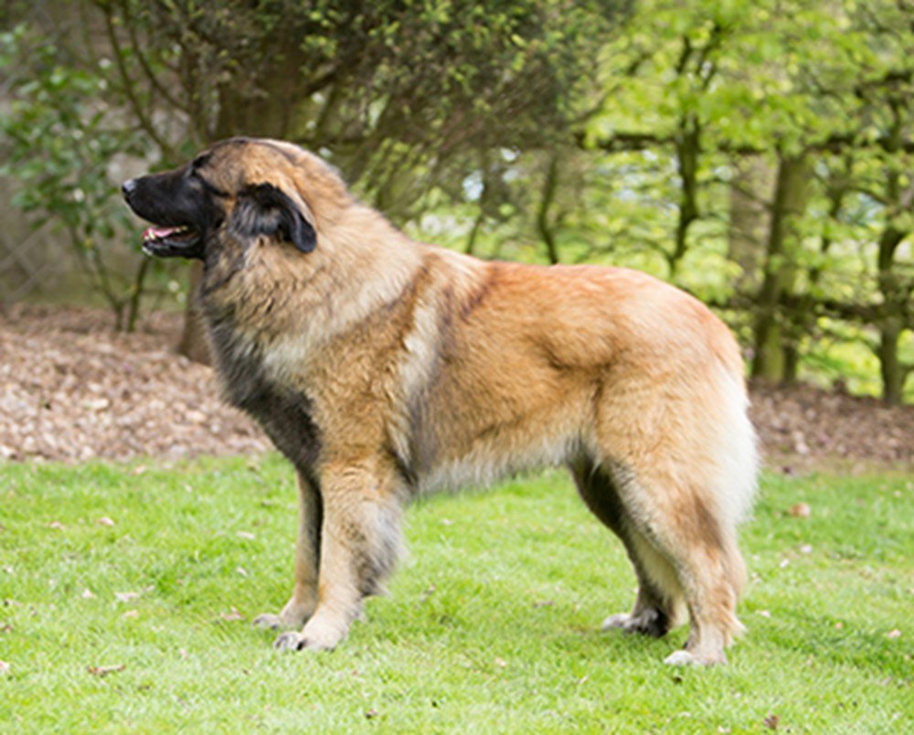 at what age is a estrela mountain dog full grown