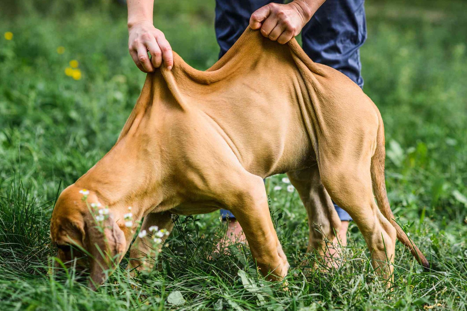 how often should you walk your fila brasileiro puppy