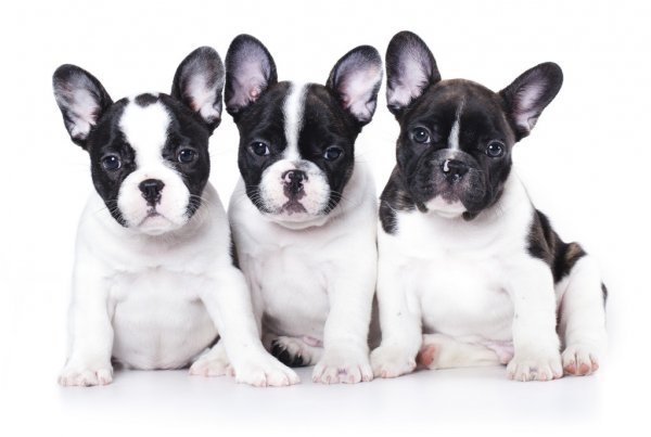 Frenchton: History, Temperament, Care, Training, Diet, & Pictures