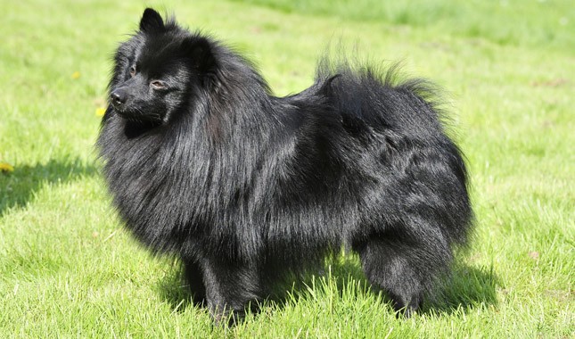 German Spitz : History, Temperament, Care, Training, Feeding & Pictures