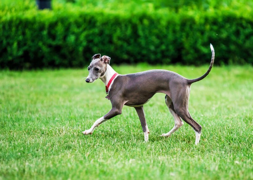 are italian greyhounds easy to train