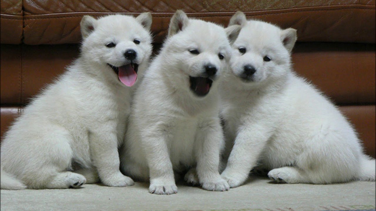 Kishu : History, Temperament, Care, Training, Feeding & Pictures